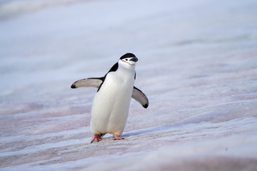 Penguin Waddle