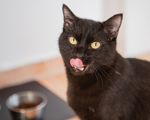 Schwarze Katze vor dem Fressnapf schleckt sich das Maul