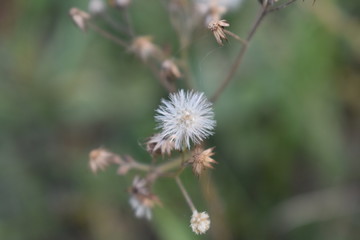 thistle flower in spring 