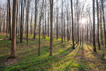Bärlauch Wald Sonne
