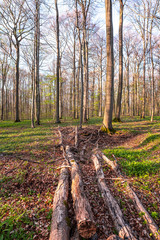 Bärlauch Wald Sonne