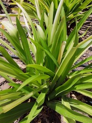 aloe vera plant