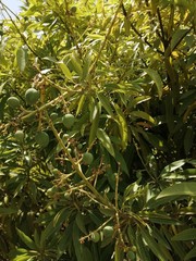 green olives on tree