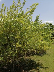 green apple tree