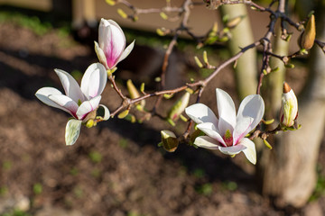 Fototapeta premium Magnolienblüten geöffnet und geschlossen am Baum im Frühling 