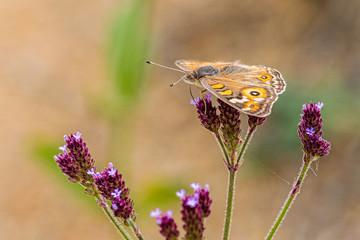 Meadow Argus on flowers