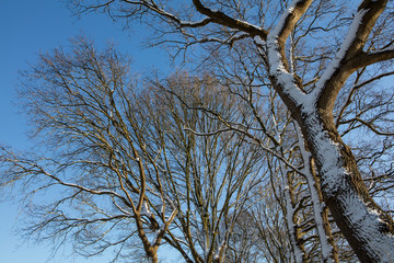 Fototapeta na wymiar Winterlandscape Oostvierdeparten. Koloniehuisje. Maatschappij van Weldadigheid. Drenthe Netherlands. Winter, Snow. Lane and trees