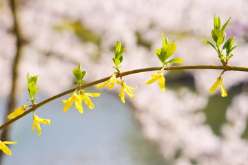 ピンクの桜を背景に咲く一列に並んだ可愛らしい黄色いレンギョウ