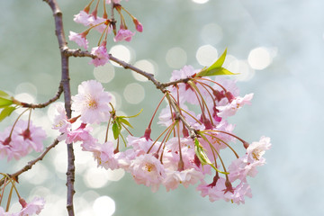太陽の光がキラキラまぶしい池の前に咲くしだれ桜