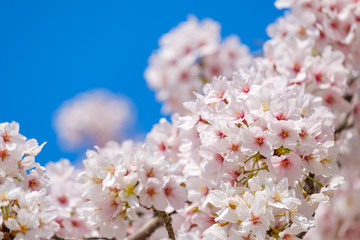 【写真素材】: 満開の桜　ソメイヨシノ