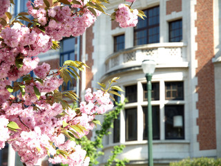Fototapeta na wymiar Brüssel: Kirschbäume im Altbauviertel