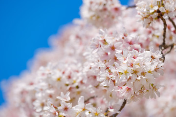 【写真素材】: 満開の桜　ソメイヨシノ