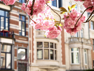 Fototapeta na wymiar Kirschblüten im Altbauviertel