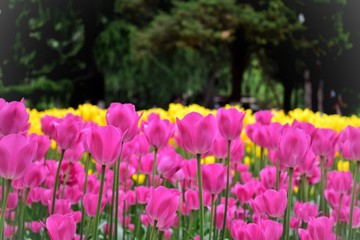 pink tulips in spring