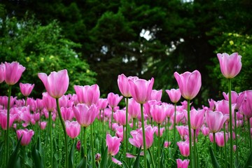 Fototapeta premium pink tulips in spring