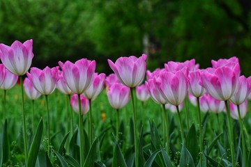 pink tulips in spring