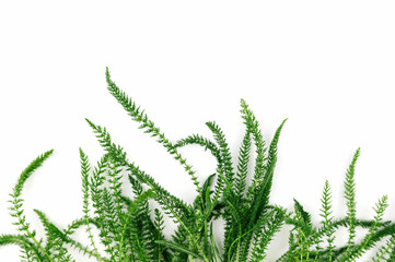 Green fresh herbs on white background.