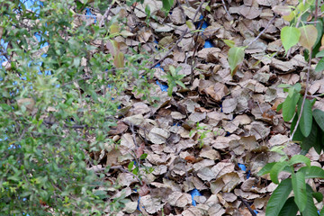 summer effect Ficus religiosa tree leaves fall in season
