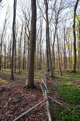 Bärlauch Wald Sonne