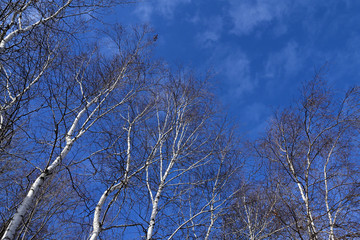 Fototapeta na wymiar branches of birches against a bright blue sky