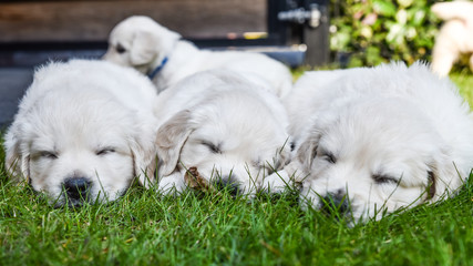two puppies on grass