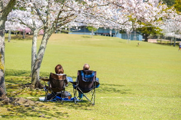 桜の咲く奈良公園で寛ぐ観光客　花見　2020年4月