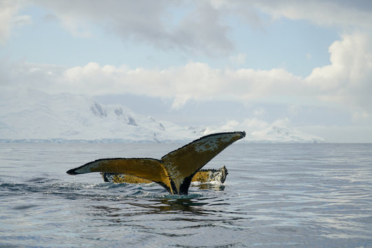 Two Whale Tails Showing In Water