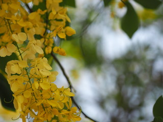 Golden Shower Tree, yellow color flowers Cassia fistula, Ratchaphruek full blooming beautiful in garden blurred of nature background