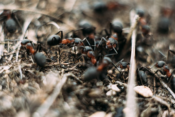 Lots of ants in an anthill. In total chaos, ants run in an anthill. macro shoot.