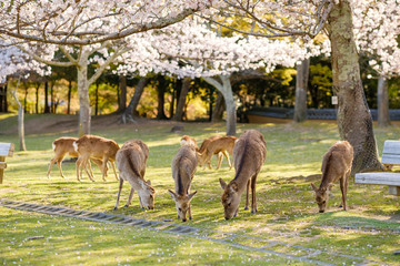 奈良公園の鹿と満開の桜