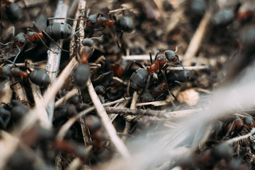 Ant army and society, teamwork. Red ant (Formica rufa) moving in anthill, social insects, labour division. Marco, many insects as ant background.