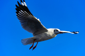 seagull in flight