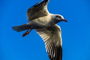 seagull on blue sky