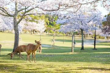 奈良公園の鹿と満開の桜