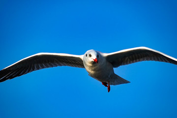 bird in flight