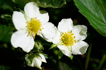 Blooming strawberries in the spring at dawn.