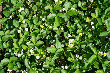 Fototapeta premium Blooming strawberries in the spring at dawn.