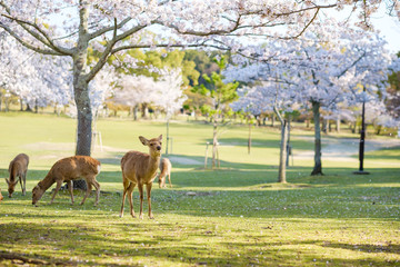 Naklejka na ściany i meble 奈良公園の鹿と満開の桜