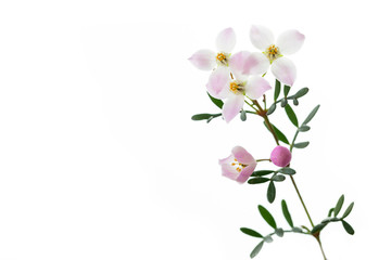 Boronia anemonifolia auf wei&szlig;em Hintergrund