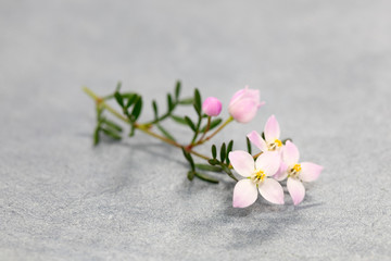 Fototapeta na wymiar Boronia anemonifolia auf grauem Hintergrund