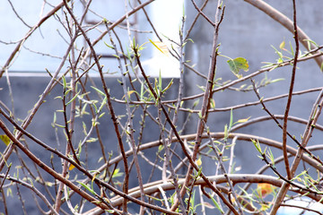 summer season effect on Ficus religiosa tree