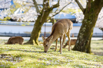 Obraz premium 奈良公園の鹿と満開の桜