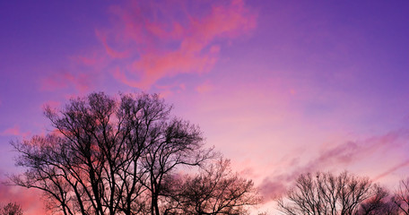 Fototapeta na wymiar Beautiful sky silhouette background with trees