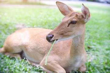 Portrait view of cute young deer lying on the grass in the park at Thailand zoo.