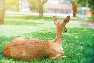 Portrait back view of cute young deer lying on the grass with sunlight effect in the park at Thailand zoo.