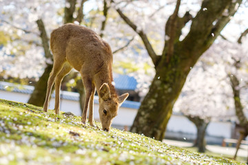 奈良公園の鹿と満開の桜