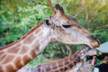 Portrait close up view of giraffe looking in the field at Thailand zoo.