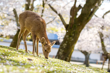 奈良公園の鹿と満開の桜