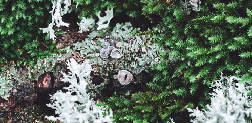 Moss and lichen on an old tree. Green moss on grunge texture, background.Concept of nature, forest...