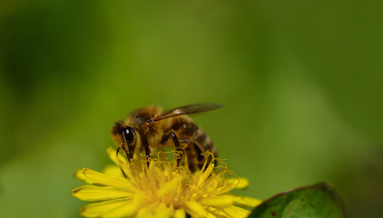 A honey bee sits in spring on a yellow wildflower, the dandelion, in a meadow with space for text